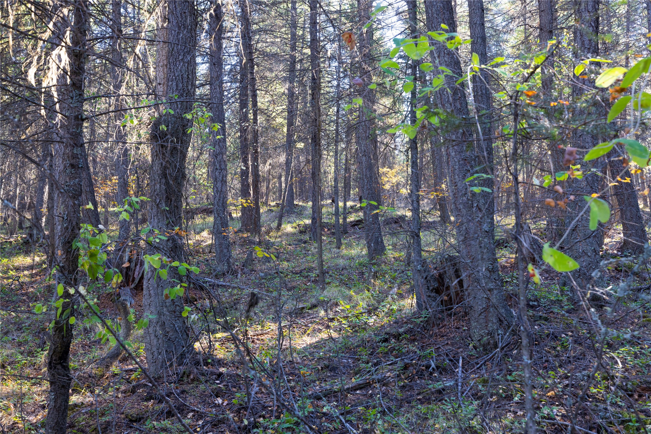 10 Acres Gut Creek Road Property Photo 19