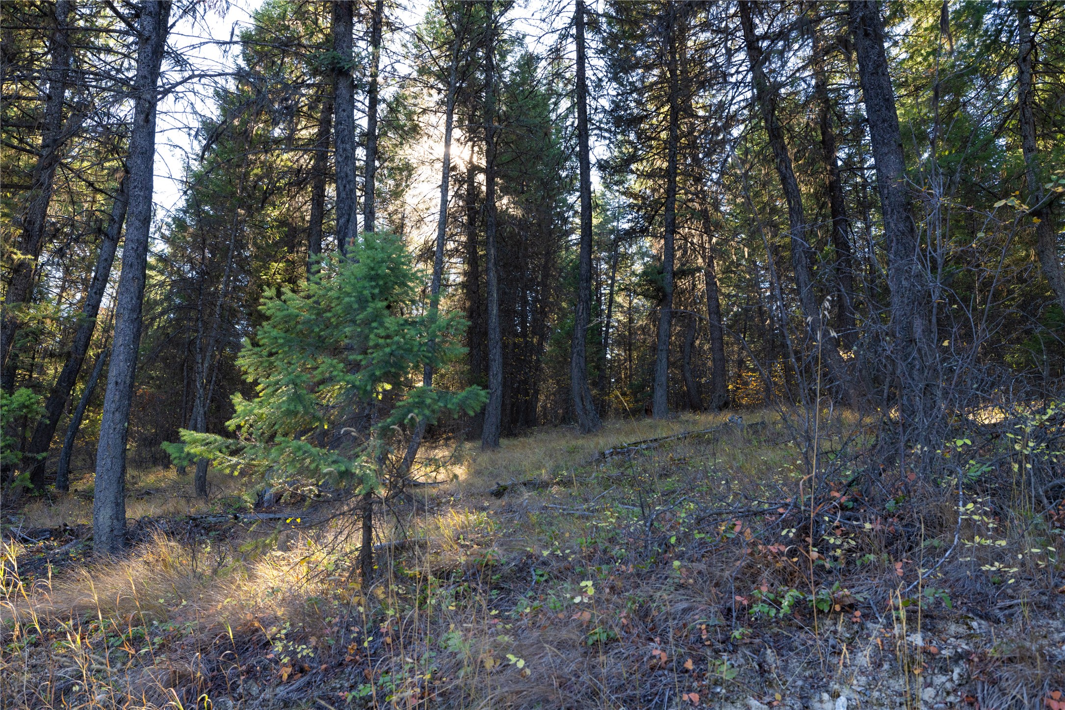 10 Acres Gut Creek Road Property Photo 20