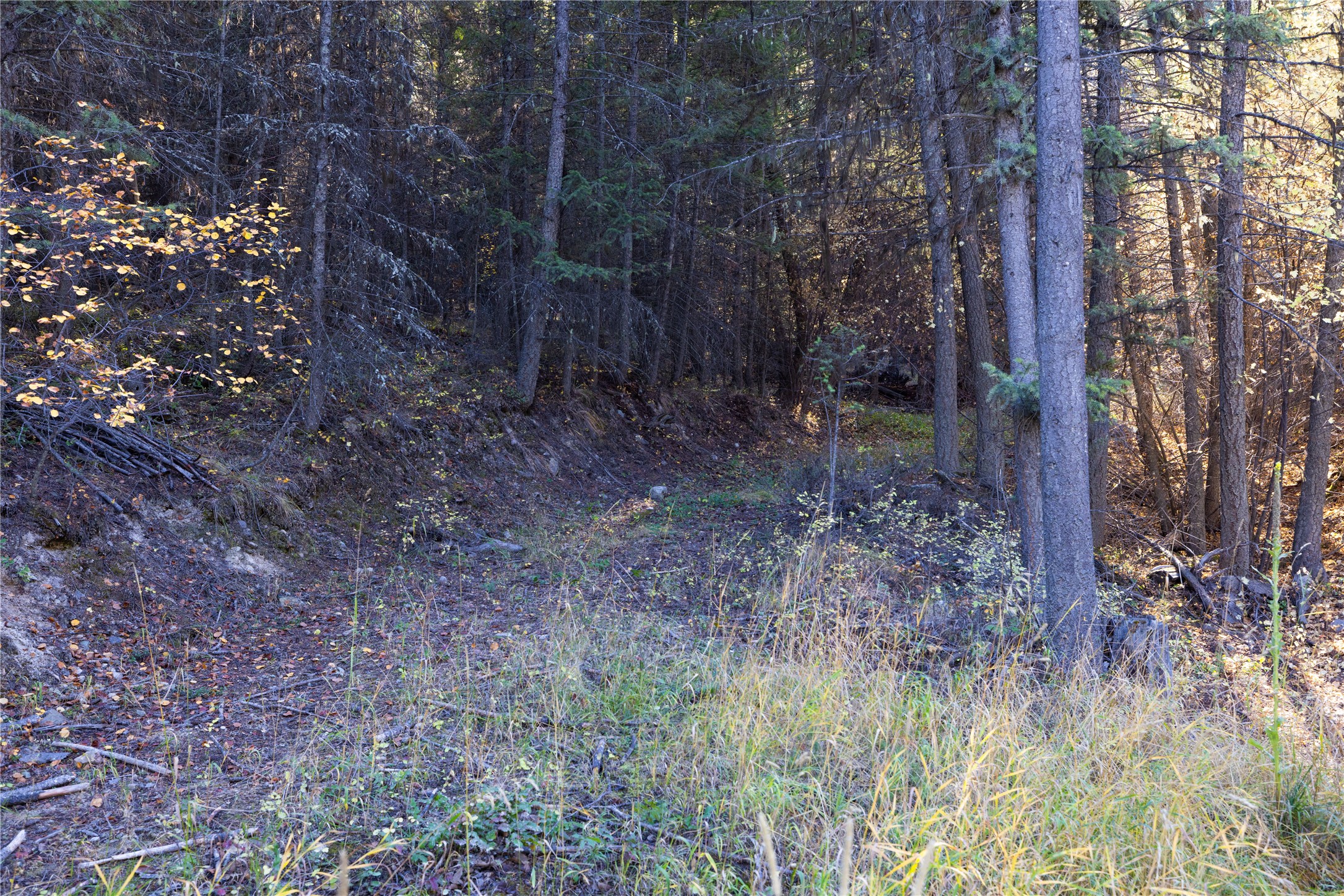 10 Acres Gut Creek Road Property Photo 25