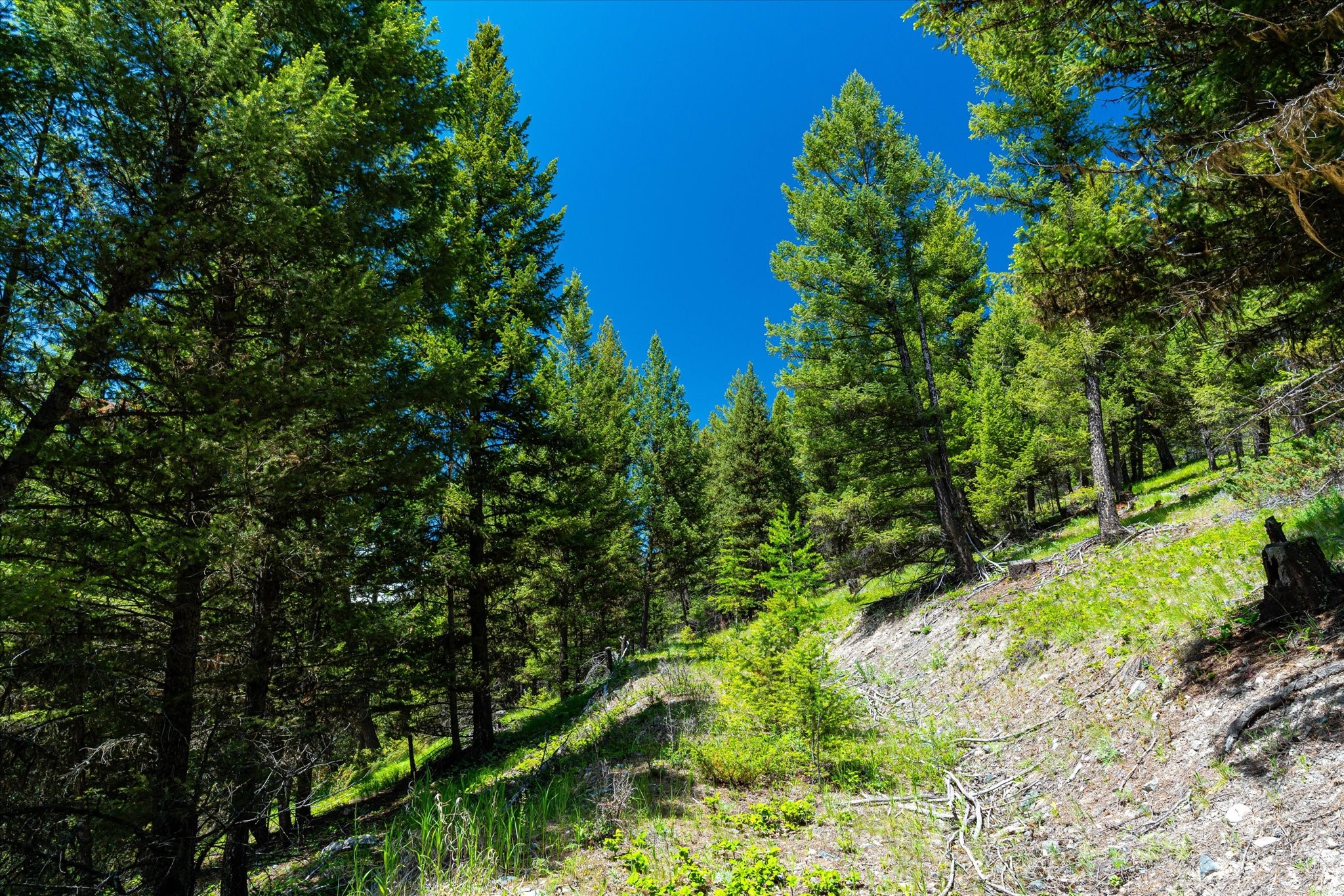 11011 Pinkham Creek Road Property Photo 59