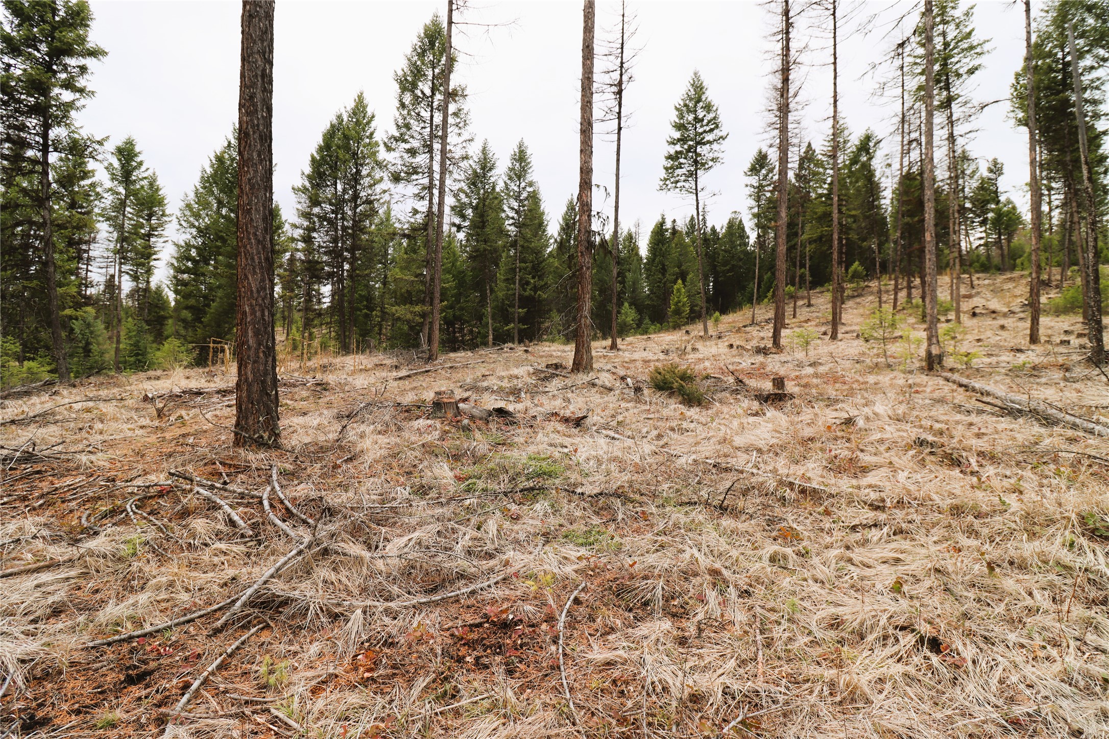 Nhn 120 Acres South Property Photo 43