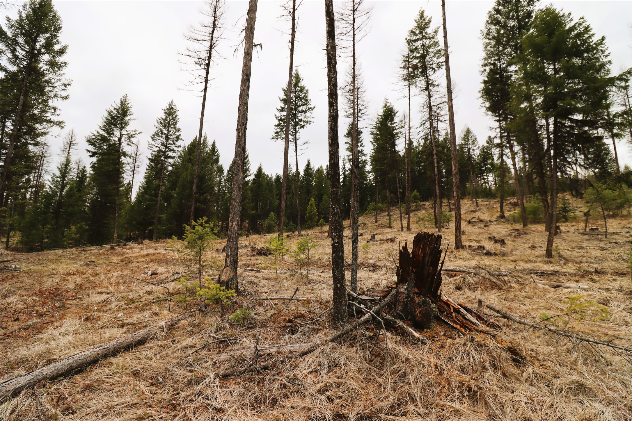 Nhn 120 Acres South Property Photo 47