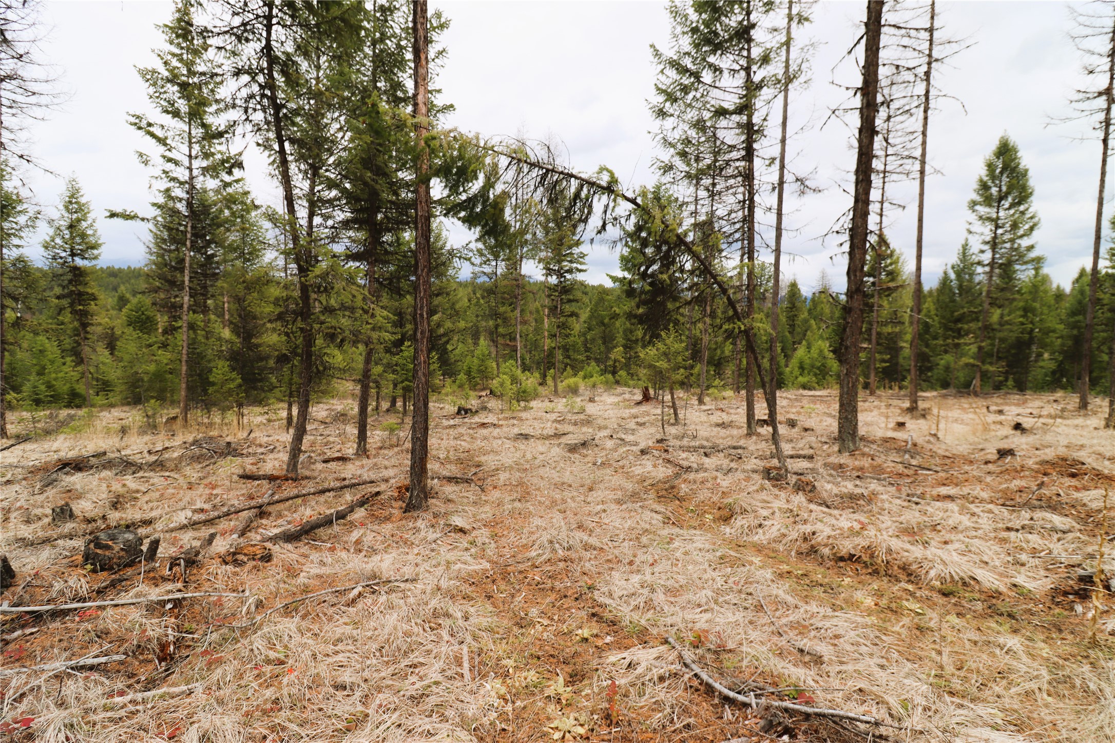 Nhn 120 Acres South Property Photo 49