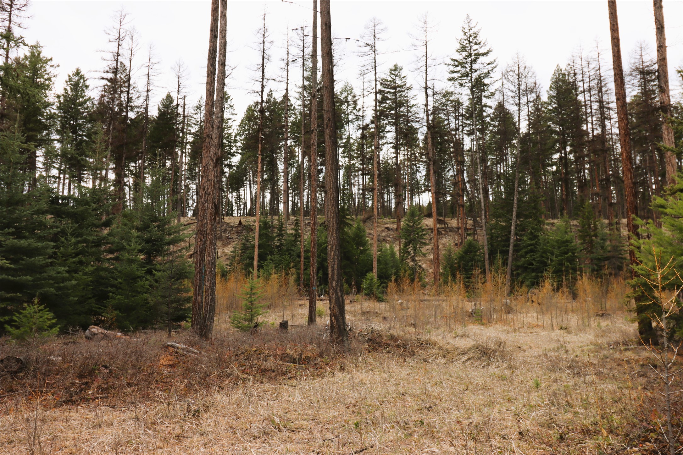 Nhn 120 Acres South Property Photo 59