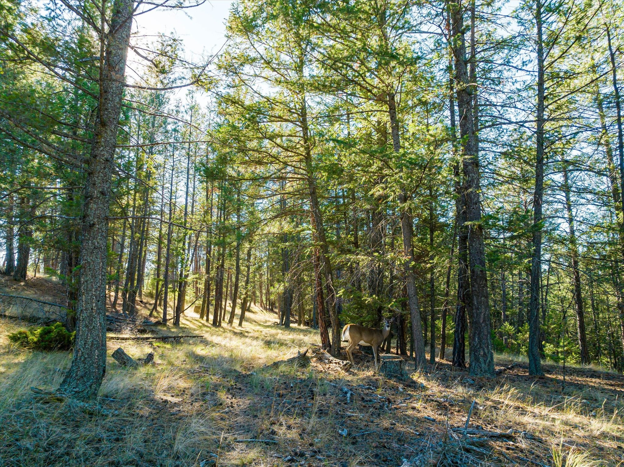 542 Paradise Loop Lot 7 Property Photo 8