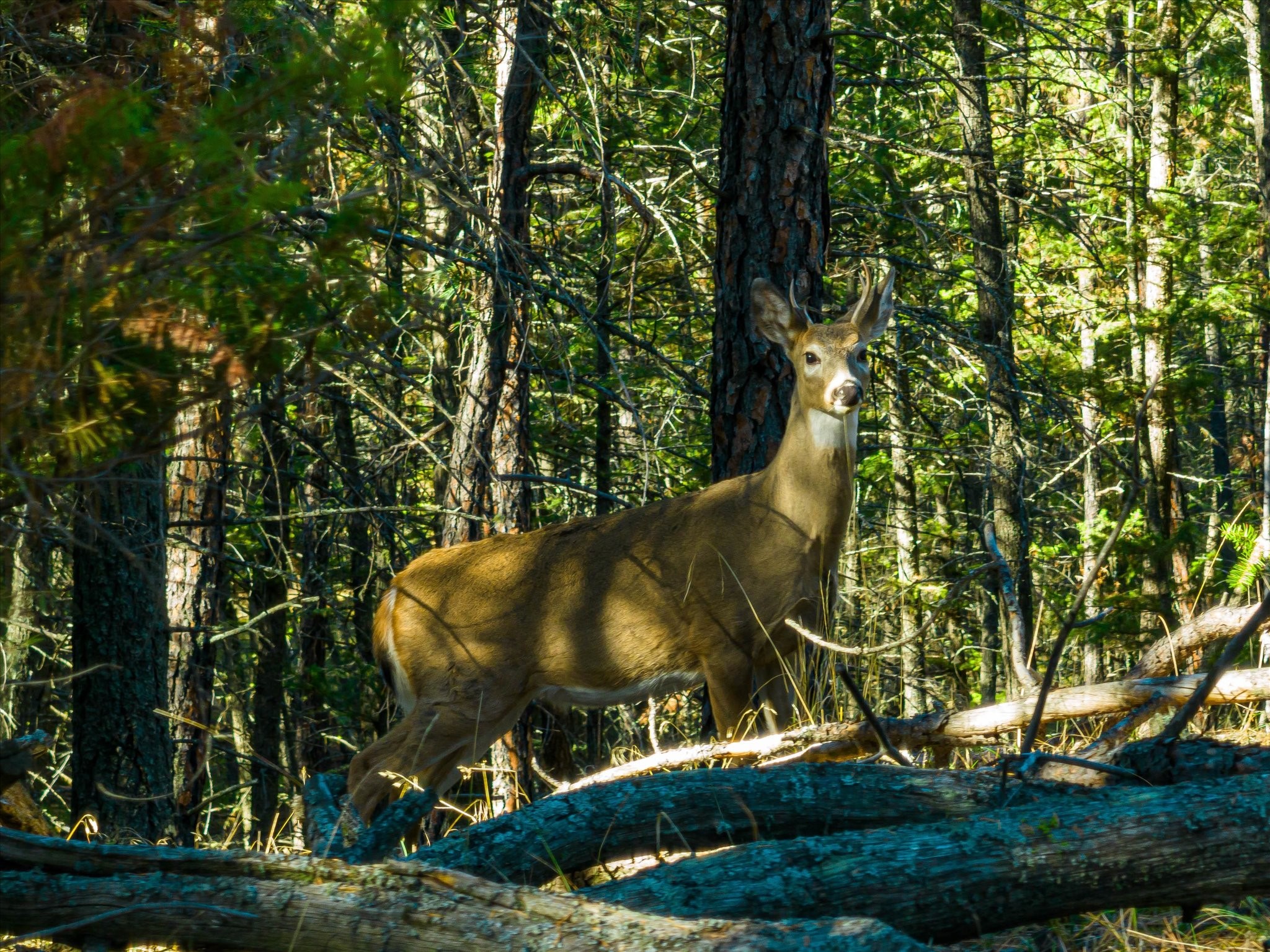 542 Paradise Loop Lot 7 Property Photo 9