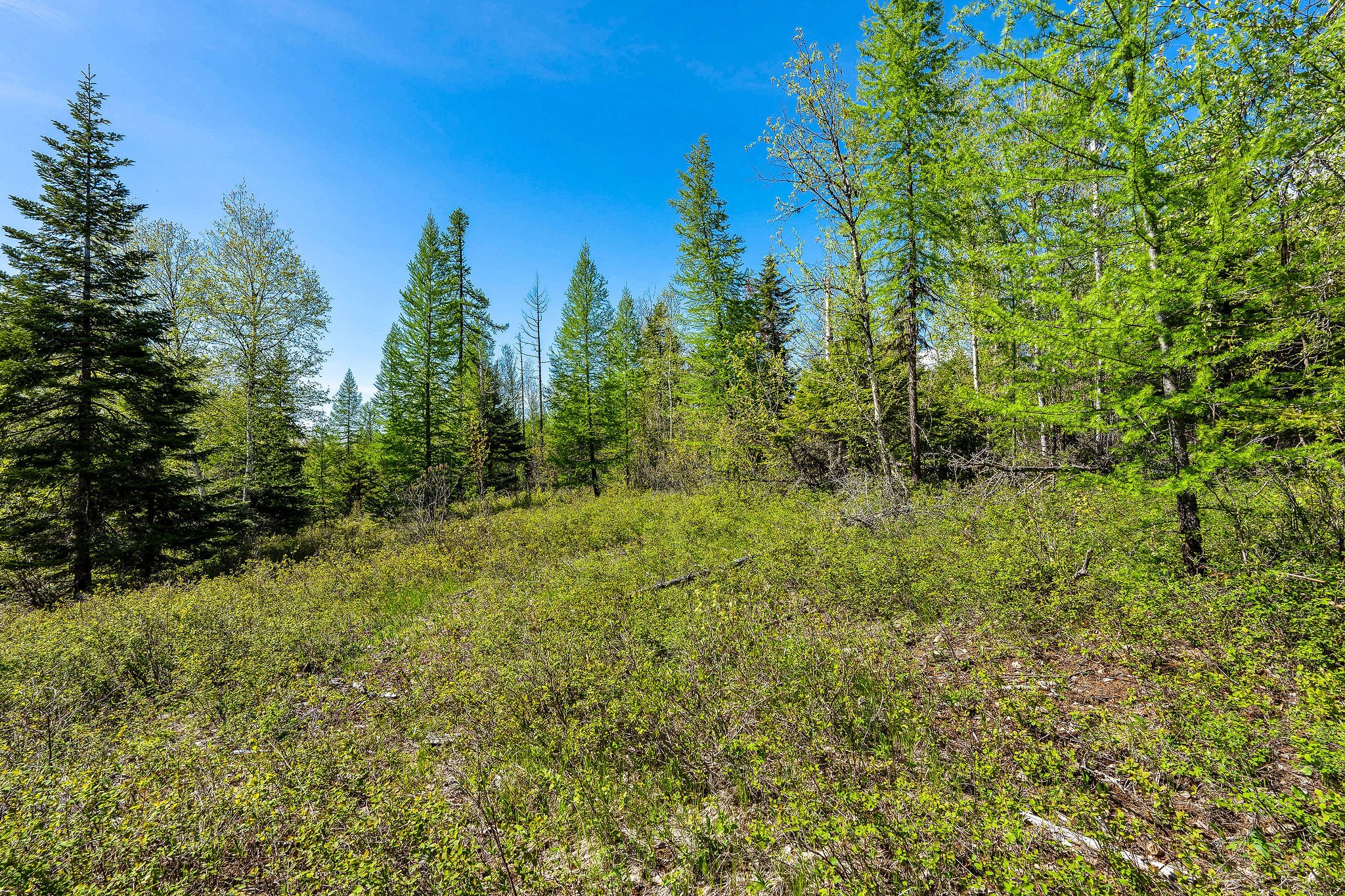 14156 Orvis Evans Drive Property Photo 19