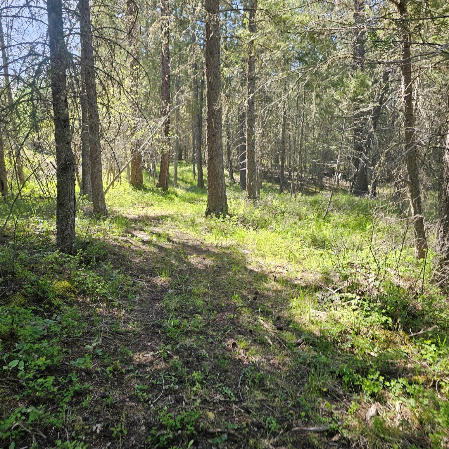 1434 Bigfork Stage Road Property Photo 11