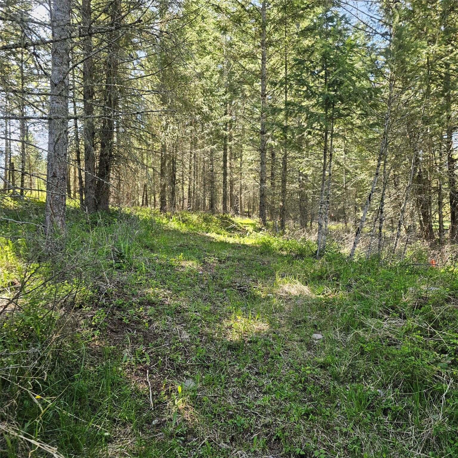 1434 Bigfork Stage Road Property Photo 13