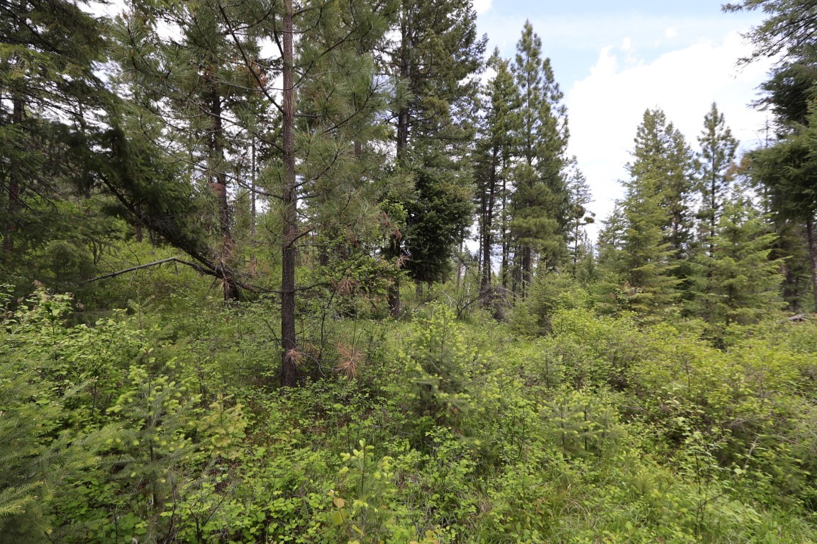 Nhn Tract 1b E Fork Combest Creek Road Property Photo 1