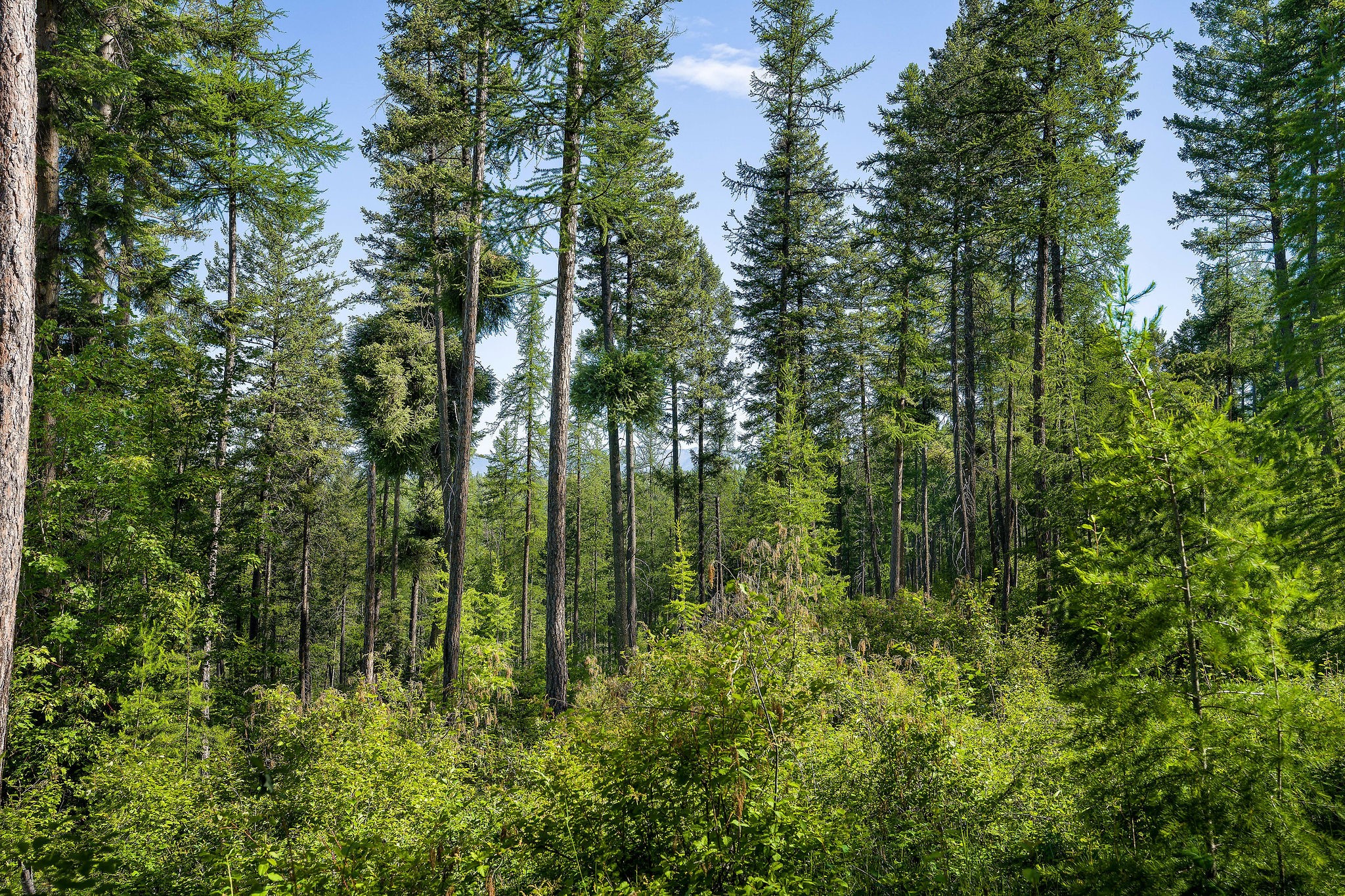 234 Trading Post Trail Property Photo 6