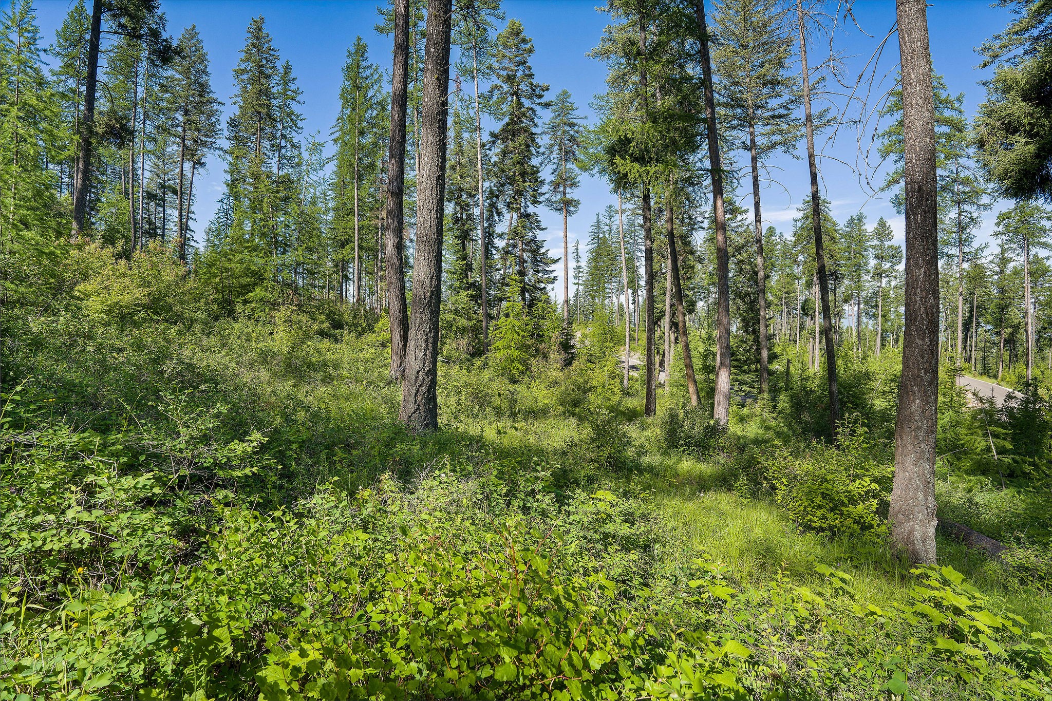 234 Trading Post Trail Property Photo 8