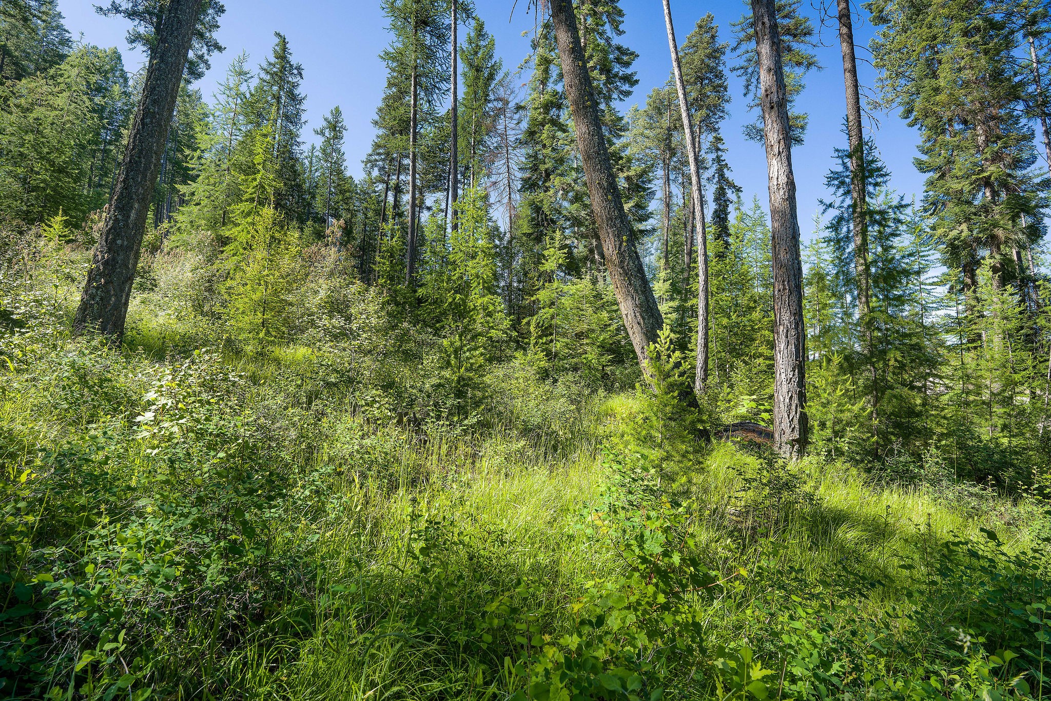 234 Trading Post Trail Property Photo 9