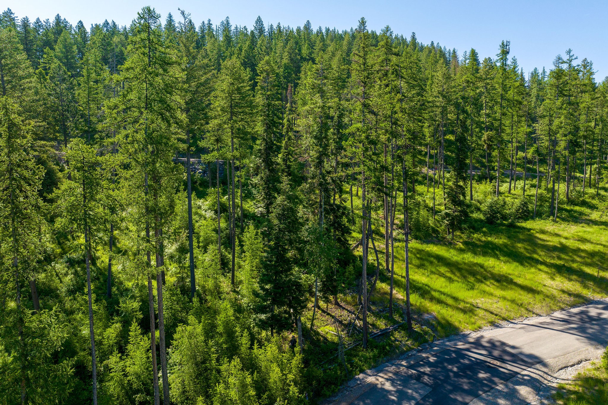 234 Trading Post Trail Property Photo 11
