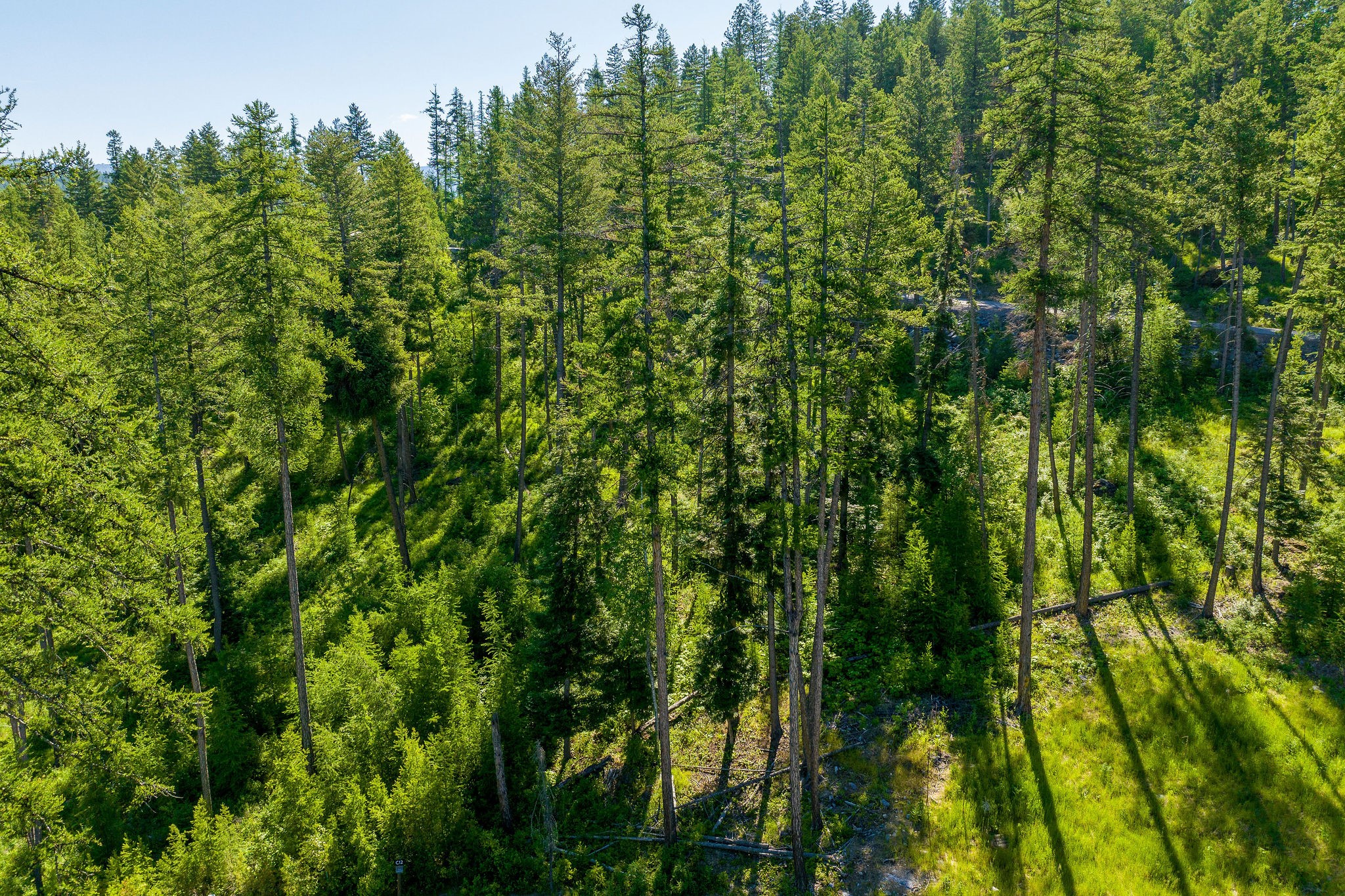 234 Trading Post Trail Property Photo 15