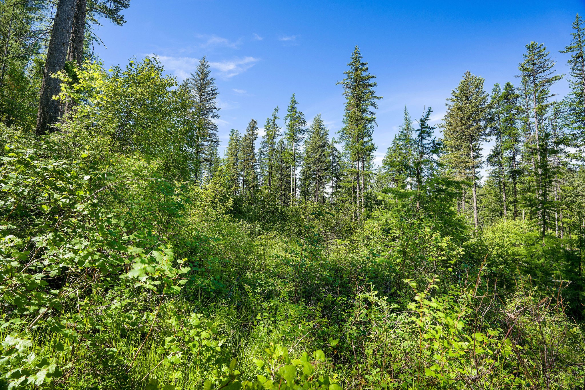 643 Saddlehorn Trail Property Photo 3