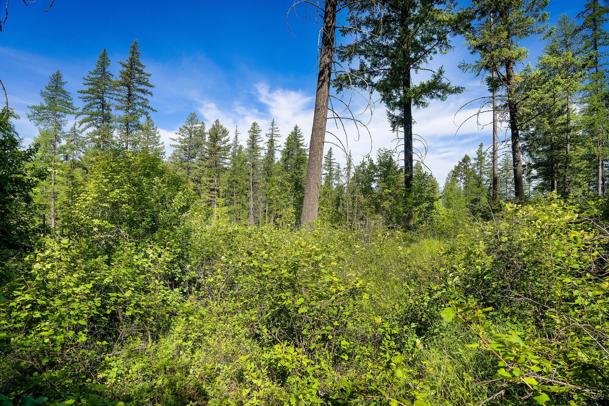 643 Saddlehorn Trail Property Photo 4
