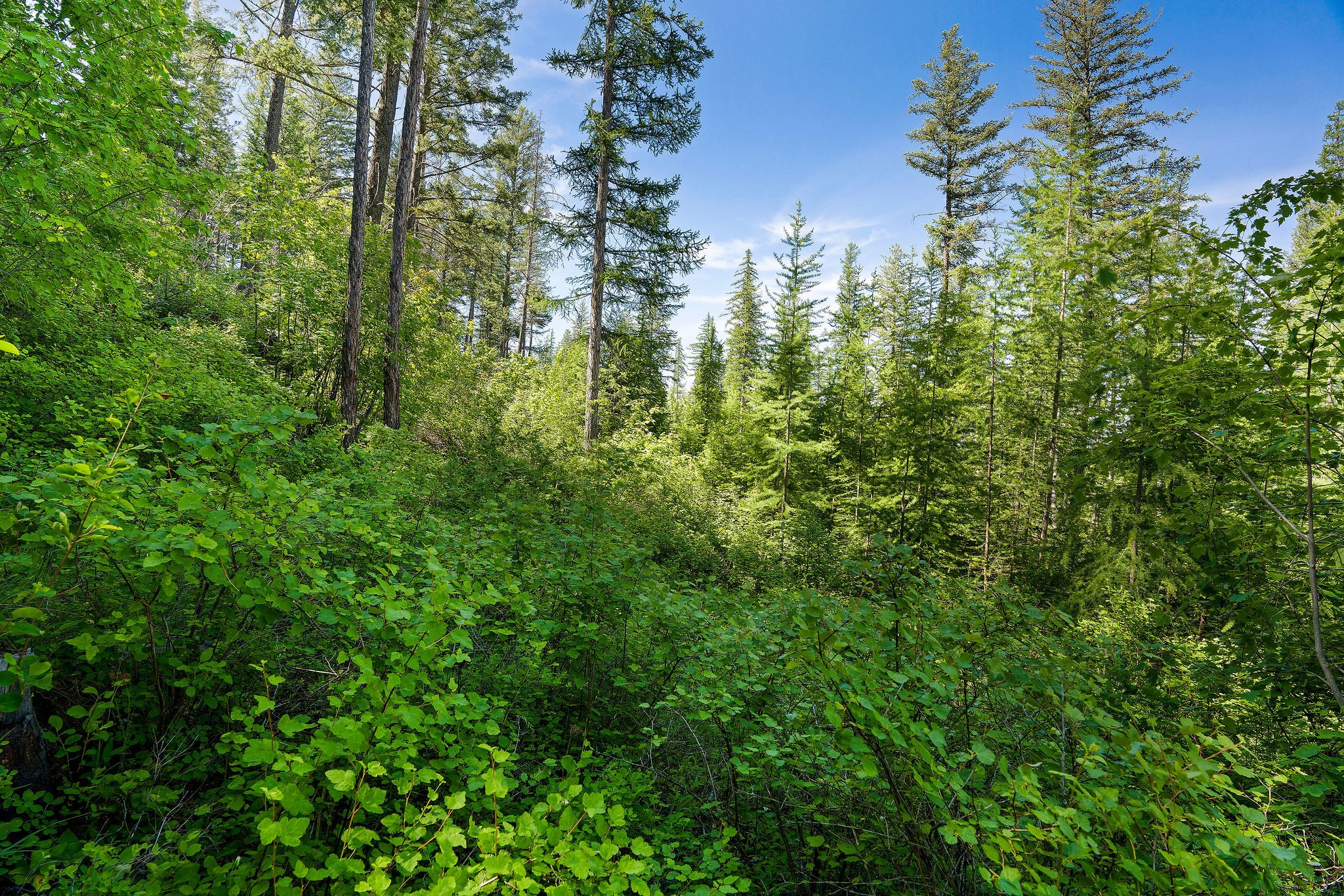 643 Saddlehorn Trail Property Photo 5