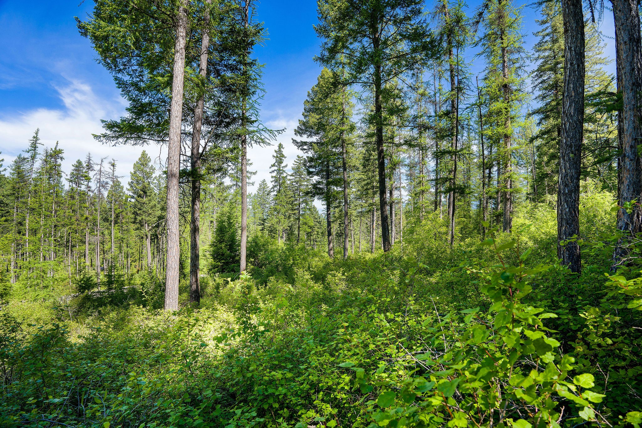 643 Saddlehorn Trail Property Photo 7