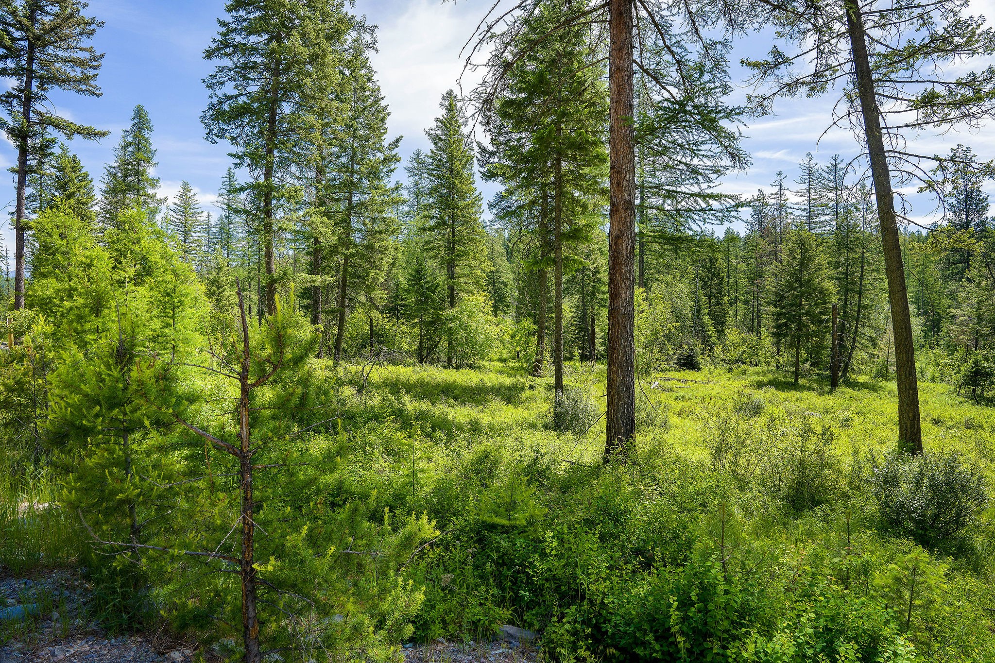 429 Chief Cliff Trail Property Photo 4
