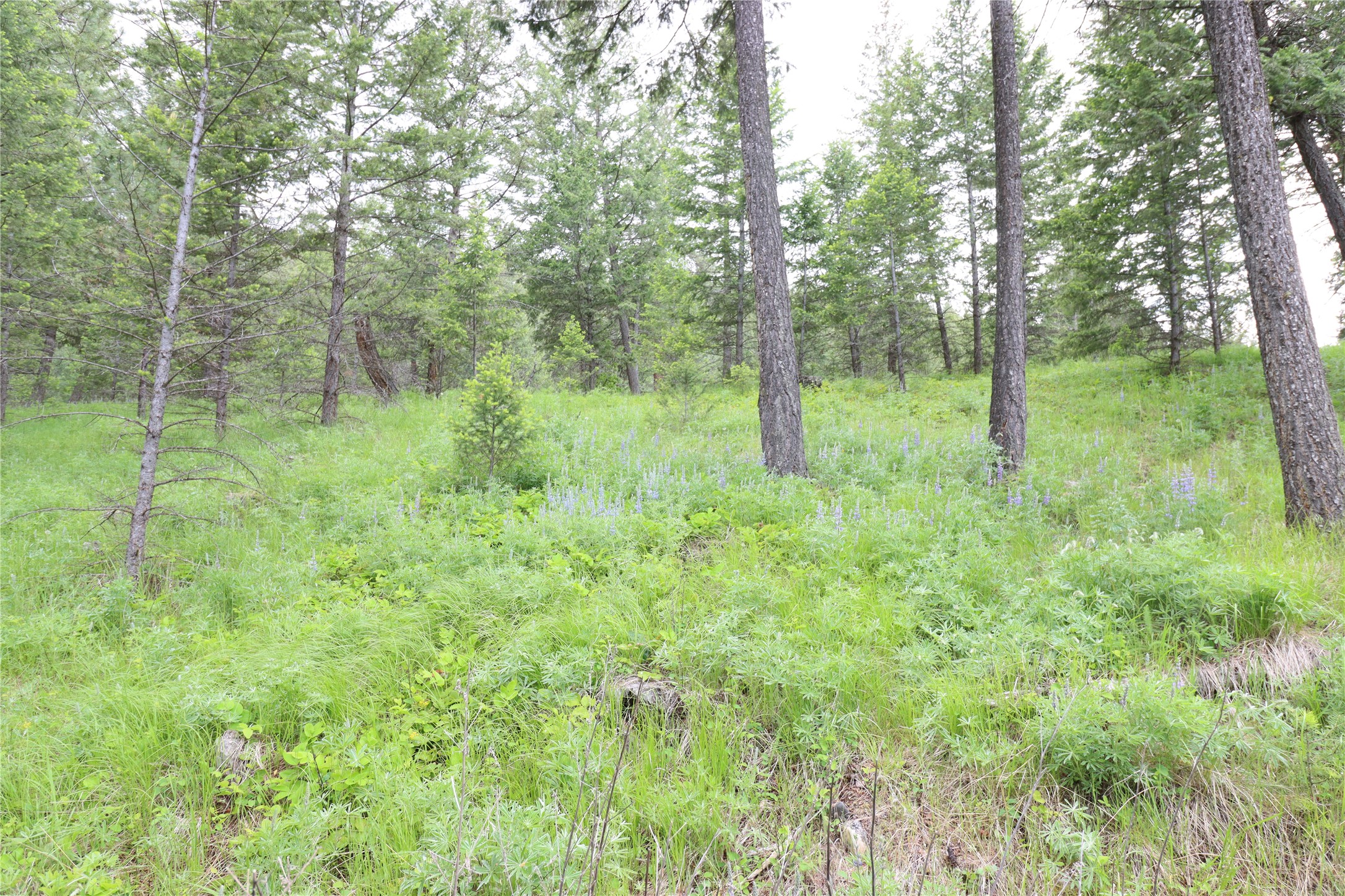 Nhn Black Lake Road Property Photo 38