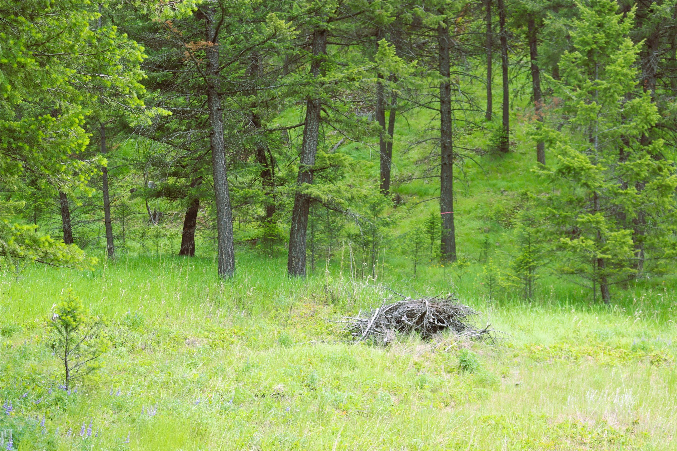 Nhn Black Lake Road Property Photo 50