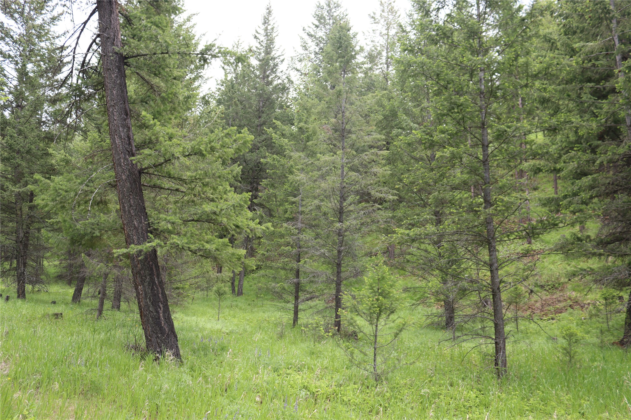 Nhn Black Lake Road Property Photo 54