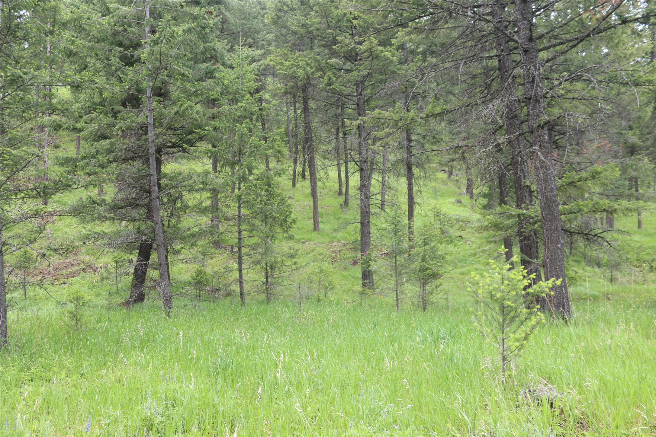 Nhn Black Lake Road Property Photo 55