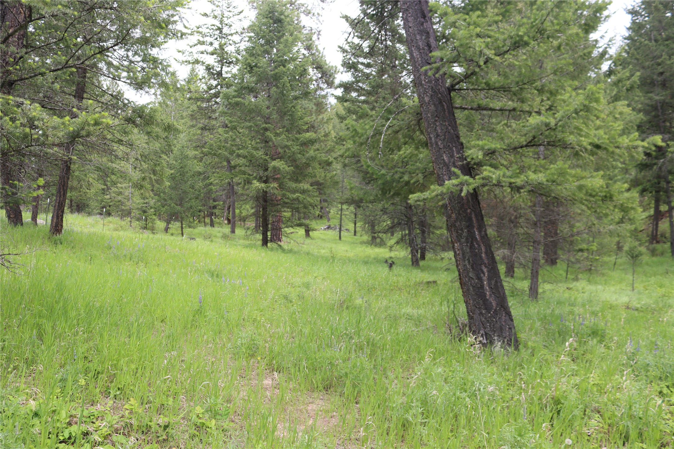 Nhn Black Lake Road Property Photo 57