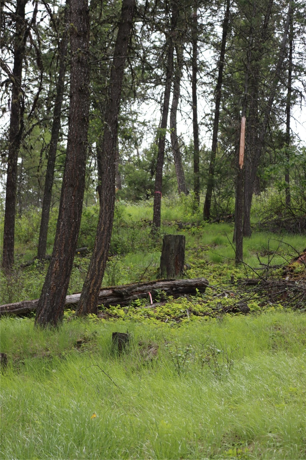 Nhn Black Lake Road Property Photo 58
