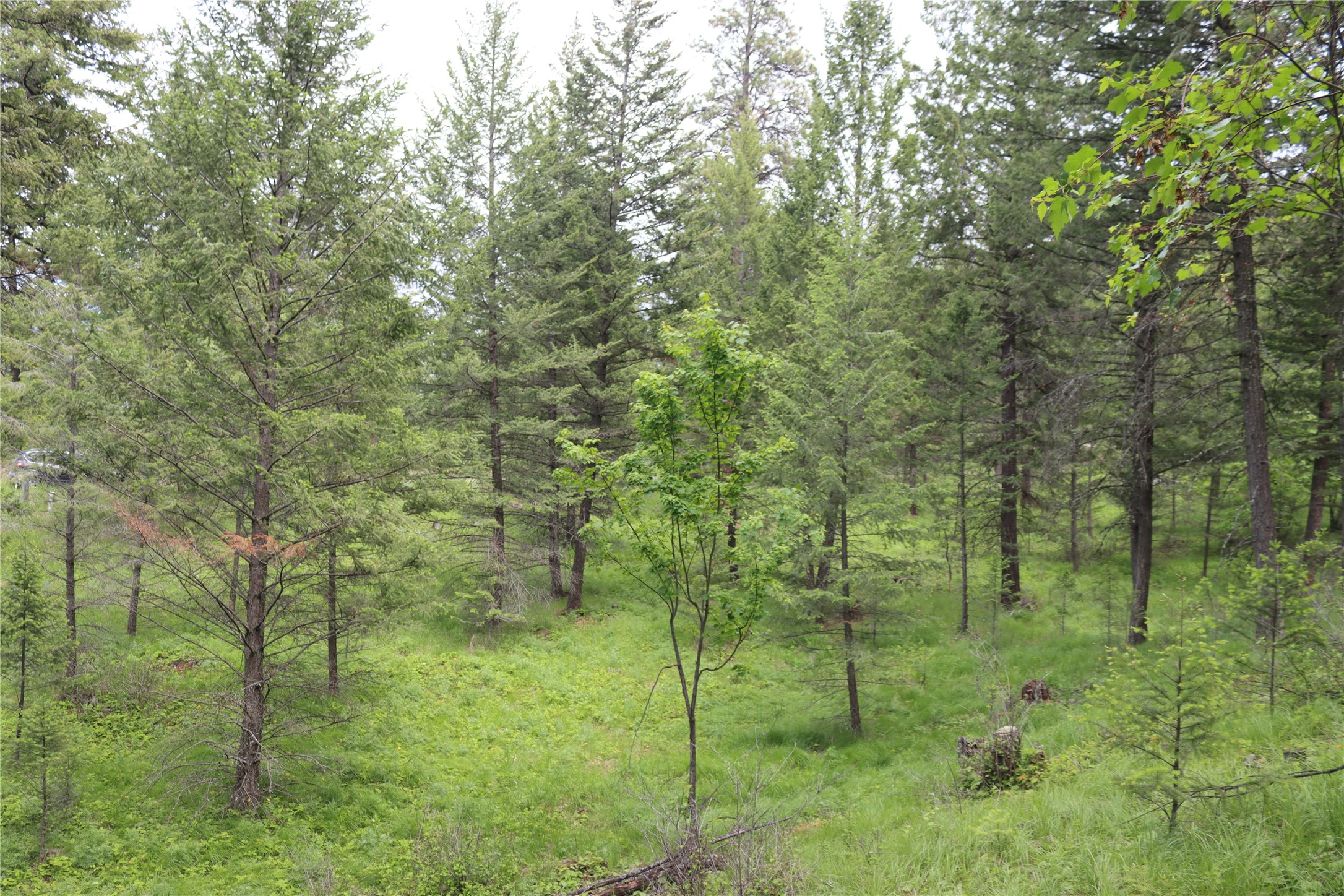 Nhn Black Lake Road Property Photo 59
