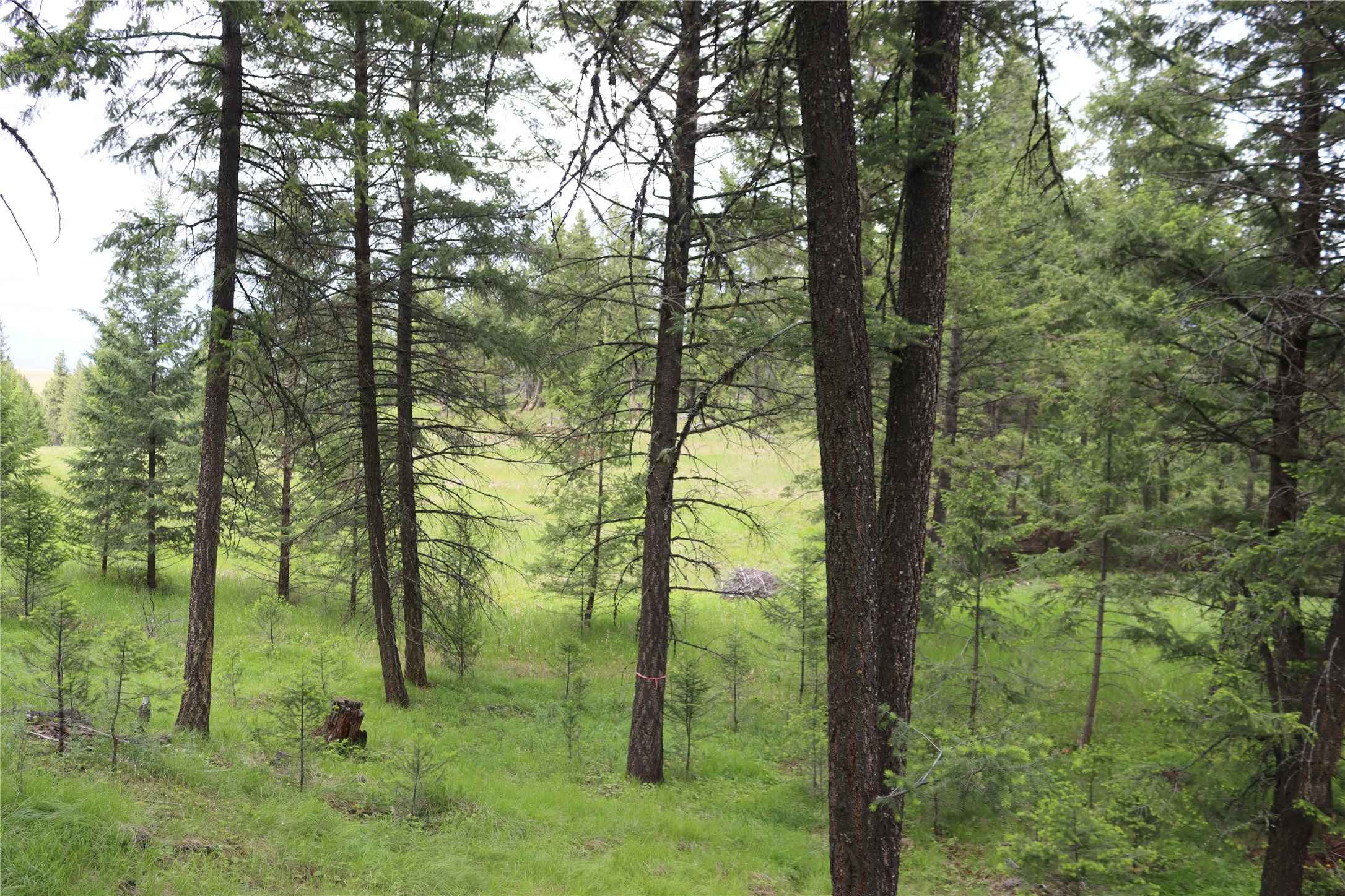 Nhn Black Lake Road Property Photo 60