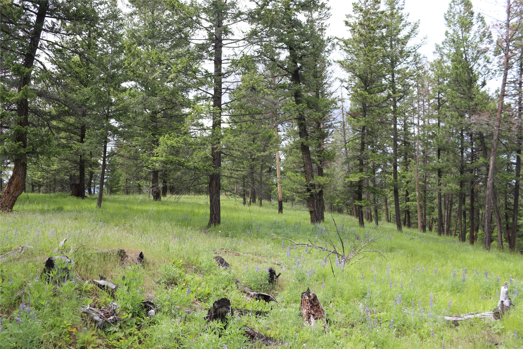 Nhn Black Lake Road Property Photo 62