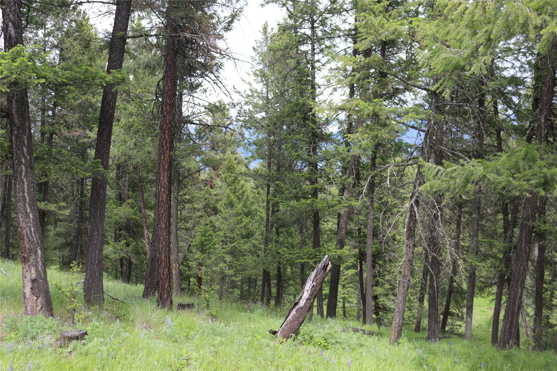 Nhn Black Lake Road Property Photo 63