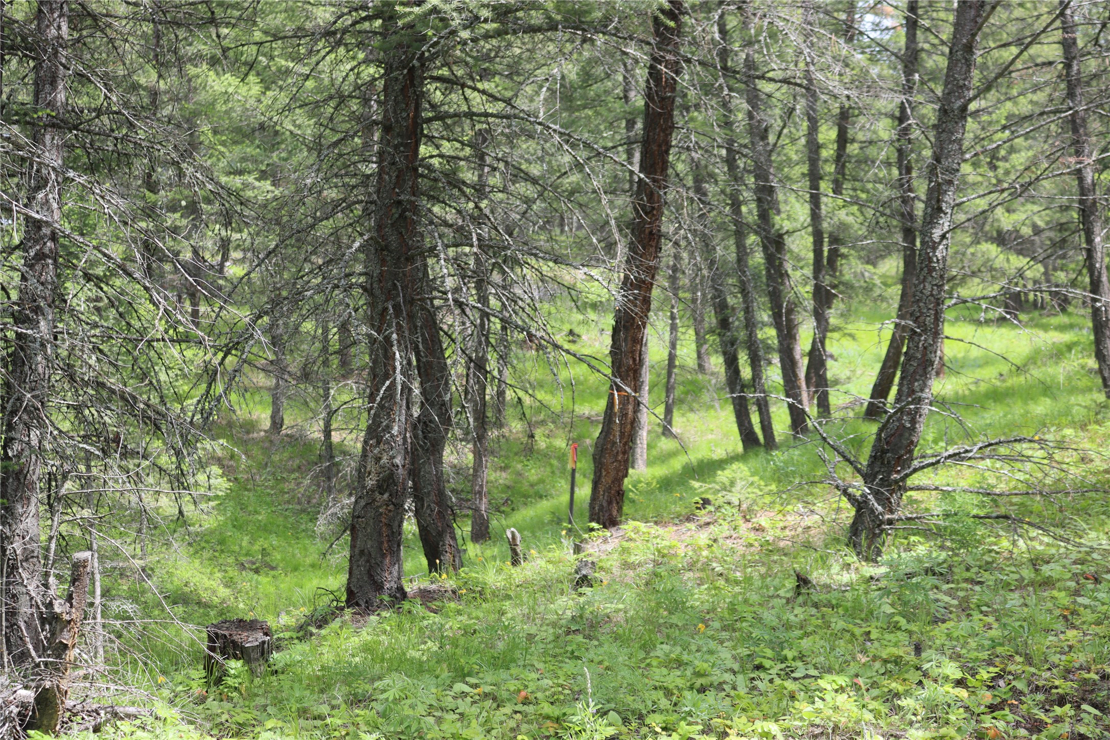 Nhn Black Lake Road Property Photo 67