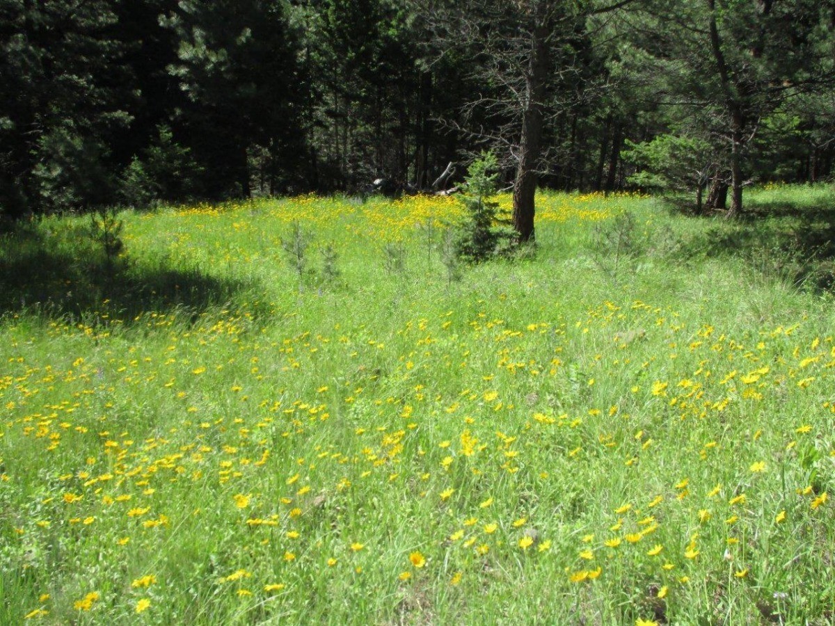 846 Upper Andy Creek Lane Property Photo 1