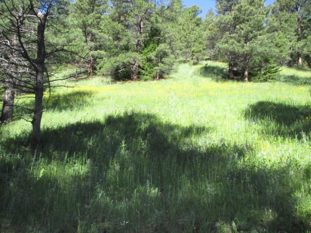 846 Upper Andy Creek Lane Property Photo 2