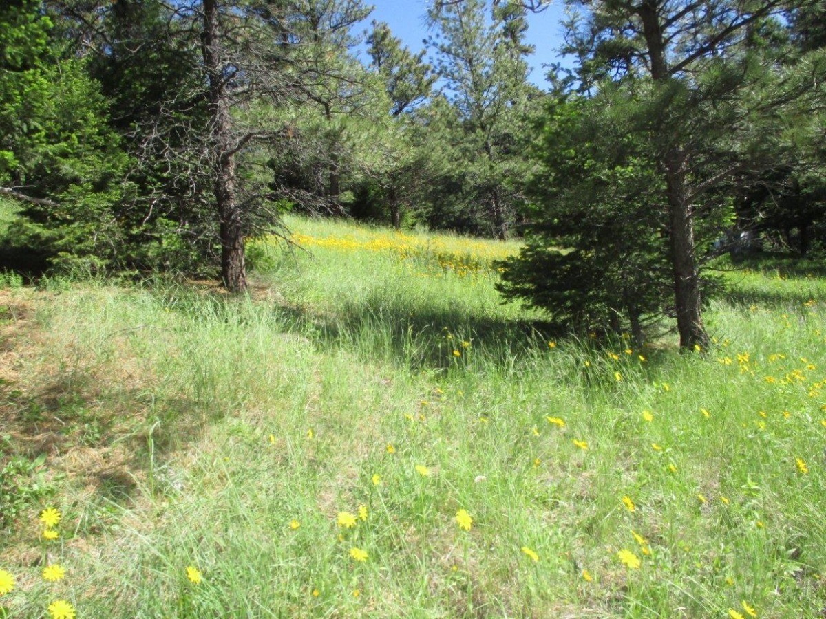 846 Upper Andy Creek Lane Property Photo 3