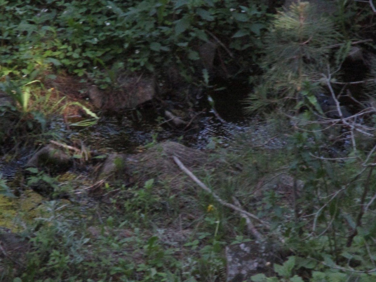 846 Upper Andy Creek Lane Property Photo 4