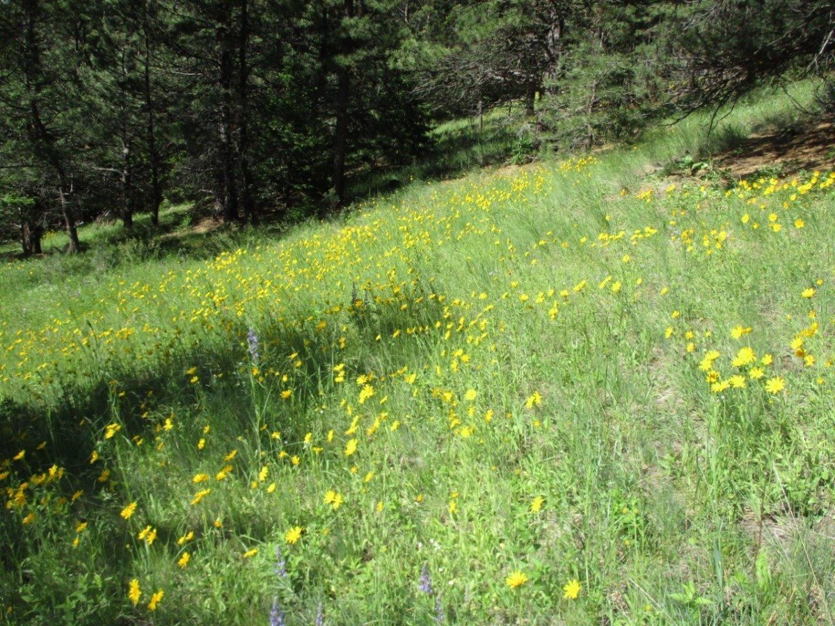 846 Upper Andy Creek Lane Property Photo 10