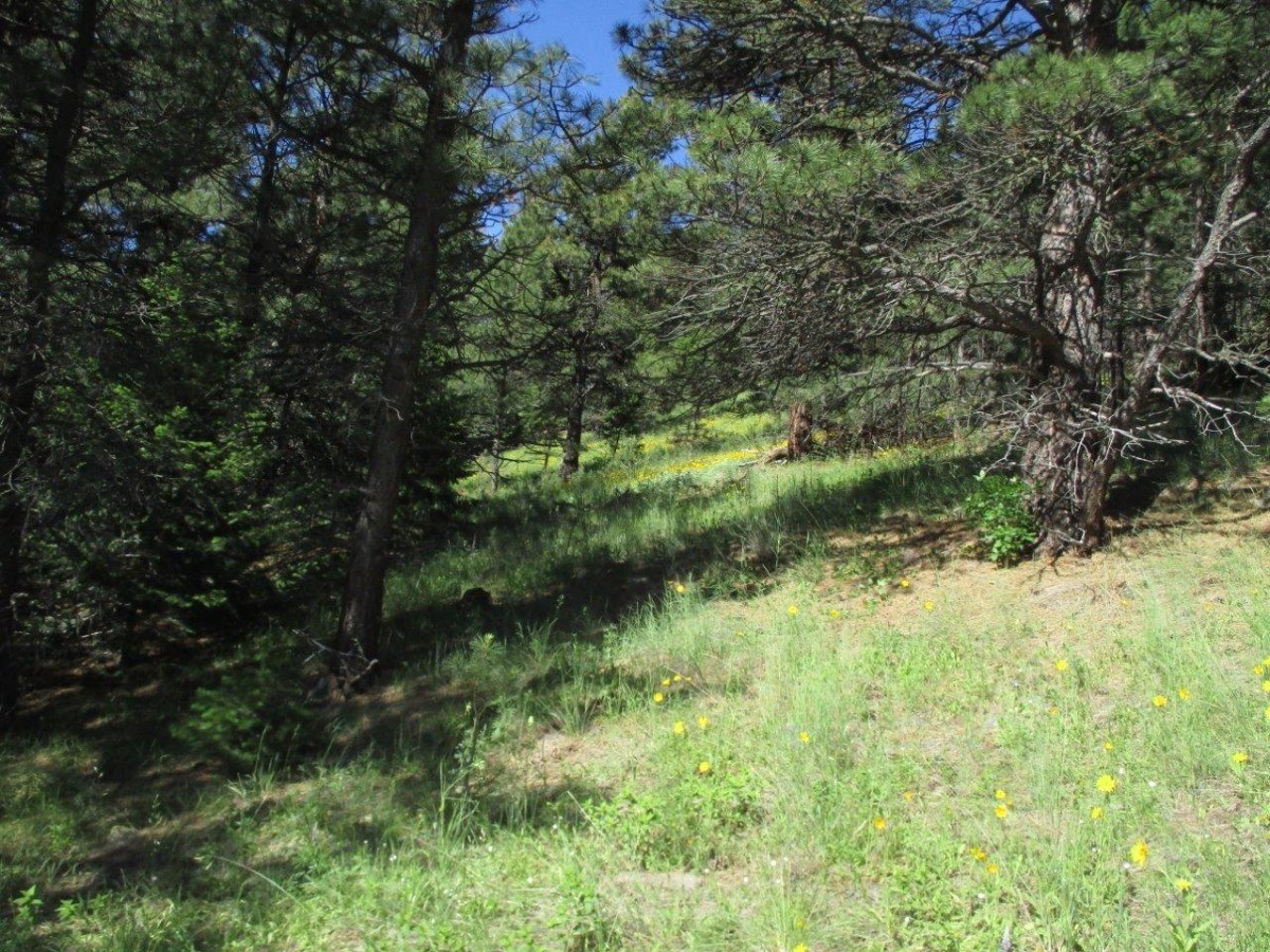 846 Upper Andy Creek Lane Property Photo 11