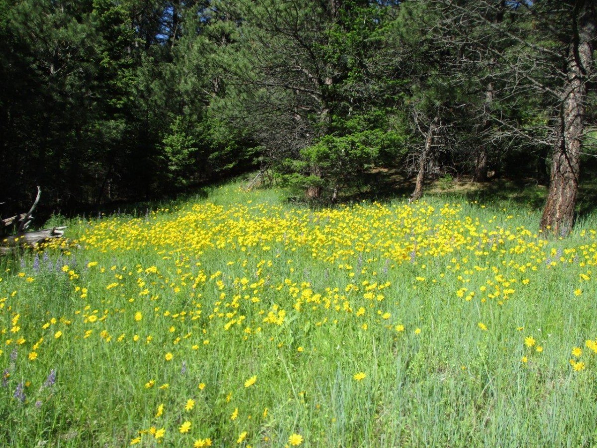 846 Upper Andy Creek Lane Property Photo 12