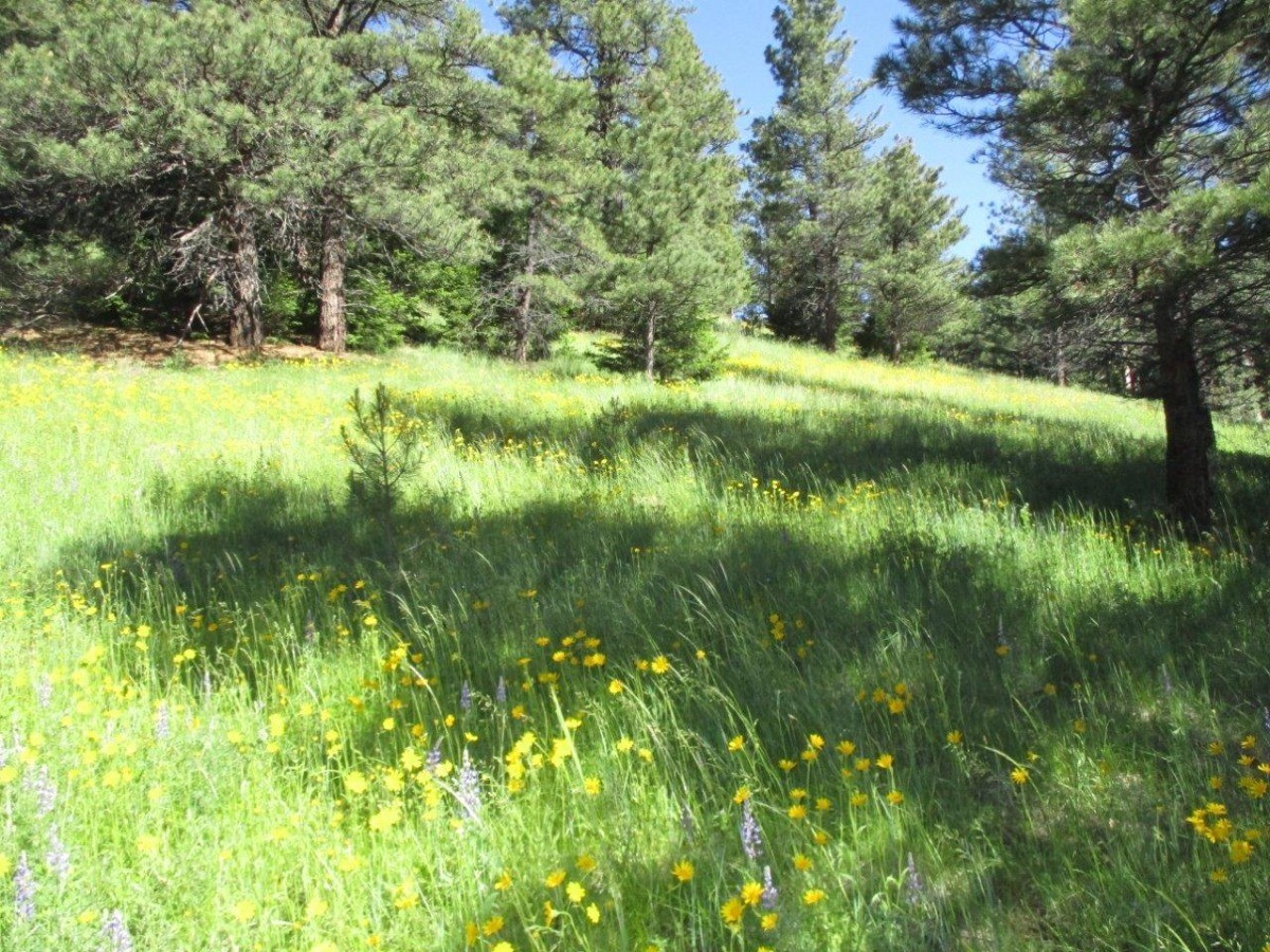 846 Upper Andy Creek Lane Property Photo 13