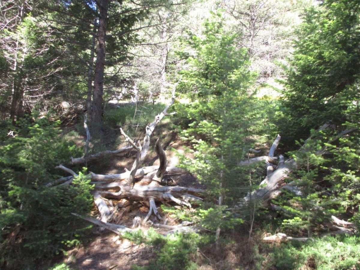 846 Upper Andy Creek Lane Property Photo 16