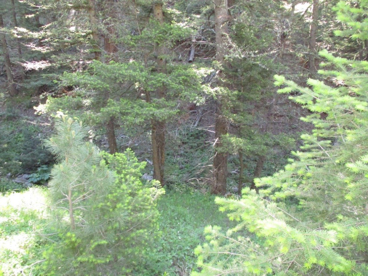 846 Upper Andy Creek Lane Property Photo 17