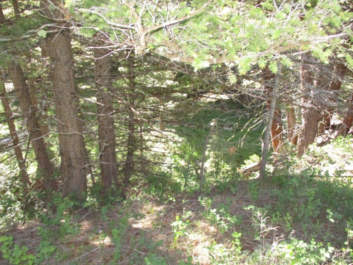 846 Upper Andy Creek Lane Property Photo 20