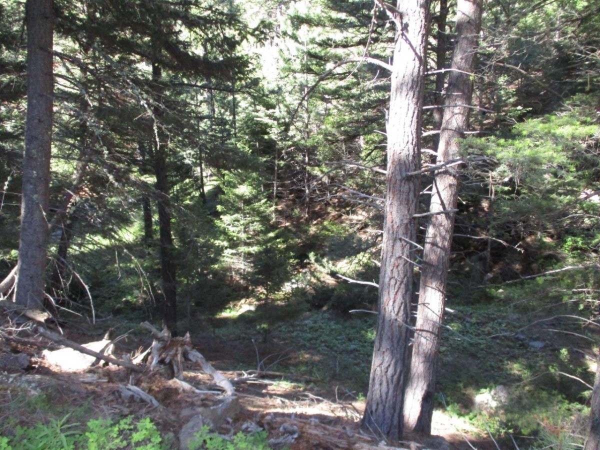 846 Upper Andy Creek Lane Property Photo 21