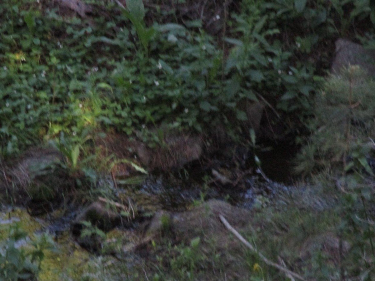 846 Upper Andy Creek Lane Property Photo 24