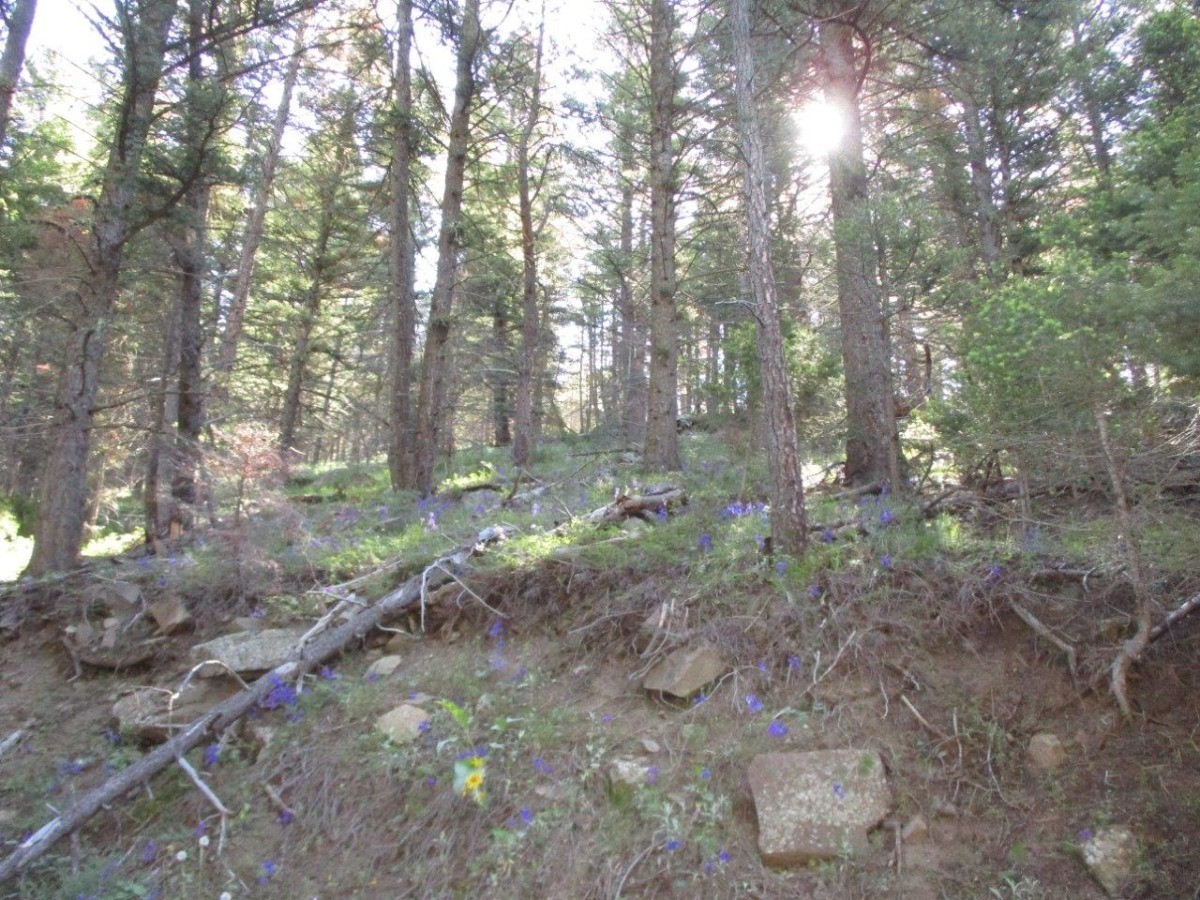 846 Upper Andy Creek Lane Property Photo 25