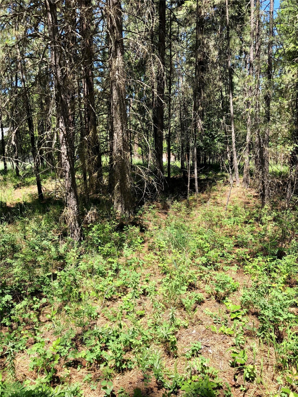 Nhn Syringa Lane Property Photo